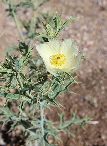  Argemone ochroleuca ssp.ochroleuca